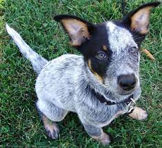 Often times i have told people i have a red heeler for a dog. Absolutely Gorgeous Eyes And Markings I Really Love These Dogs Australian Cattle Dog Queensland Heele Blue Heeler Dogs Austrailian Cattle Dog Heeler Puppies