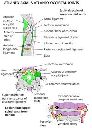 Whiplash associated disorders and neck rehabilitation review whiplash and the related management of the cervical spine powered by. Instant Anatomy Head And Neck Areas Organs Vertebral Column Atlanto Occipital Atlanto Axial