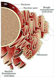 Questions appearing from this unit constitutes for about 10% of the question paper as per past trends, hence students are required to. Cell Structure And Functions Class 11 Notes Biology Mycbseguide Cbse Papers Ncert Solutions