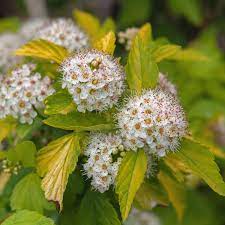 Foliage of cultivars varies in size and color from purple to lime green. Ninebark Bush Care And Growing Guide