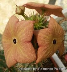 Image result for Hoodia currorii