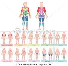 muscle groups female body colored chart