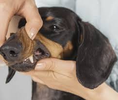 dog and cat dental cleaning why its important