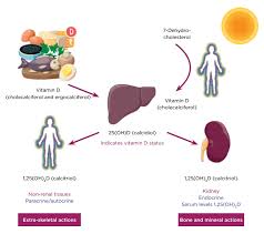 Vitamin d supplementation should not be offered routinely to other patient populations. Vitamin D Deficiency Is It Really A Problem And What S The Solution Society For Endocrinology