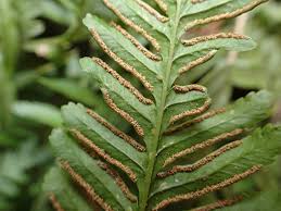 Image result for Pteris auquieri