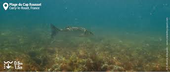 Internet, air climatisé, télévision, satellite ou câble capacité : Snorkeling At Plage Du Cap Rousset Carry Le Rouet South France