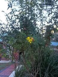 Image result for Crotalaria parvula