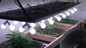 Of course, there are other, more antiquated lighting technologies, but they are all pretty much betamax lamps. How To Grow Indoor Cannabis Cheap And Easy By Carlos Champs