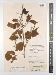 Image result for Agelaea pentagyna