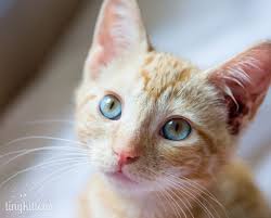 Pin By Ebru Sarpman On Must Love Cats Orange Cats Crazy Cats Cat Love