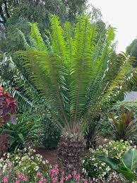 Image result for Encephalartos gratus