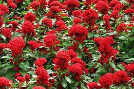Celosia intenz is an easy to produce plant which produces bold purple flower spikes which look great at retail. Celosia 75 Photos Types Care And Cultivation
