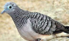 Cara Memberikan Minyak Ikan Pada Perkutut Arenahewan Com