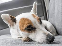 How To Help A Dog Who Has Motion Sickness