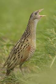 Birdwatching Pl Galeria Derkaczowy Standard Birds And The Bees Beautiful Birds Migratory Birds