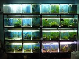 Helyzetjelentes Betta Aquarium Fish Tank Aquarium Fish