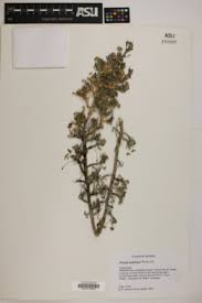 Image result for Euryops subcarnosus