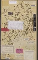 Image result for Smithia elliotii