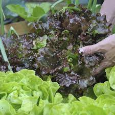 When Is Lettuce Ready To Pick From A Garden Ehow How To Harvest Lettuce Growing Lettuce Romaine Lettuce Growing