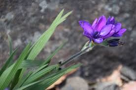 Image result for Babiana