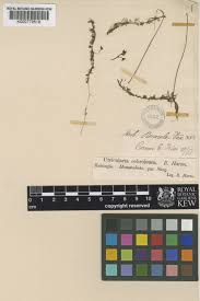 Image result for Utricularia formula