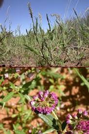 Image result for Schmidtia pappophoroides