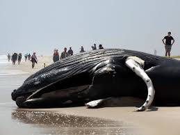 Image result for whale
