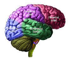Cotard Delusion Wikipedia
