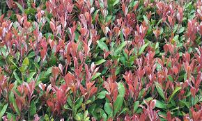 Symptoms of plant illness (please try not to what other treatments have you given the plant: Syzygium Australe Lilly Pilly Brenlissa Online Nursery