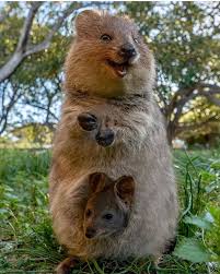 Happy Quokka Mother And Baby In 2020 Quokka Quokka Baby Animals