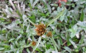 Image result for Pycreus macrostachyus