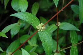 Image result for Pouzolzia