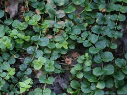 Image result for Manulea crassifolia