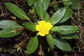 Image result for Ludwigia stenorraphe