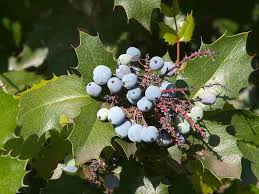 Mahonia repens is a perennial woody evergreen member of the mahonia genus in the family berberidaceae. Mahonia Wikipedia