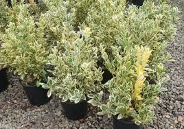 Image result for Euonymus fortunei