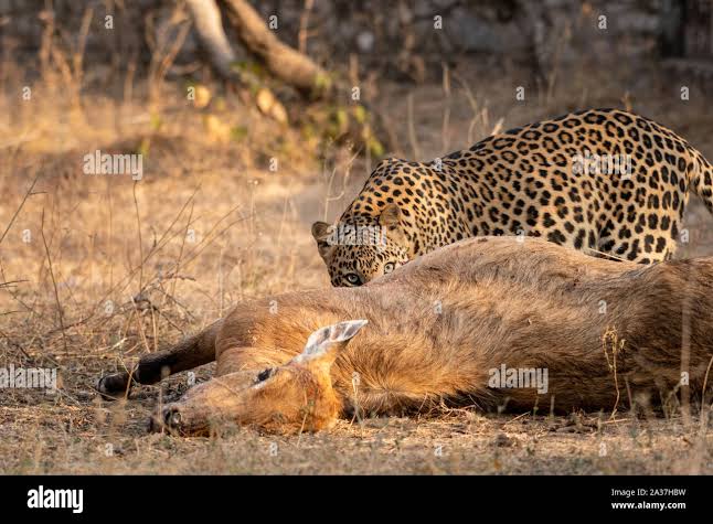Indian Leopard or Panther with blue bull nilgai kill. Wildlife scene Leopard hunting largest Asian antelope in dry deciduous Forest at ranthambore Stock Photo - Alamy