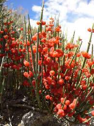 Image result for Sphaeranthus flexuosus