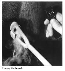 Cattle branding techniques regulations state: Freeze Branding Horses How Do You Freeze Brand A Horse
