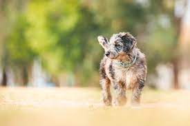 Harmaa Is A Blue Merle Bordoodle Puppy Poodle Cross Border Collie Isn T She Divine Dogs Puppy Mix Bordoodle