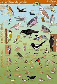 quel est donc cet oiseau oiseaux des jardins documentaire animaux oiseaux