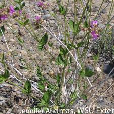 We did not find results for: Washington State Noxious Weed Control Board