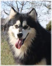 Alaskan malamute puppies for sale in michigan. Giant Alaskan Malamute Puppies For Sale Alaskan Malamutes Kodiak Alaskan Malamute Puppies Malamute Puppies Giant Alaskan Malamute