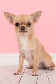 Maybe you would like to learn more about one of these? Cute Light Brown Chihuahua Dog Sitting In A Pink Living Room Setting Hunderassen Hunde Rassen Hunde