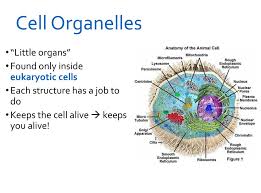 Check spelling or type a new query. Cell Organelles Ppt Download