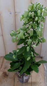 Bol Com Kamerplant Kalanchoe Lucky Bells 50 Cm