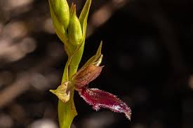 Image result for Neobolusia