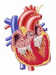 When fluid collects around the heart, it is always a serious matter, but the specific cause will determine the severity of the condition and the treatment options. Pericarditis Symptoms Diagnosis And Treatment