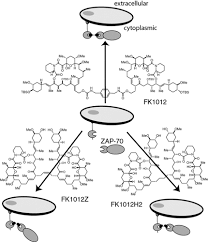 Porównuj z kursami nbp i oszczędzaj dzięki wymianie walut online z kantor.pl. Synthetic Multivalent Ligands As Probes Of Signal Transduction Kiessling 2006 Angewandte Chemie International Edition Wiley Online Library