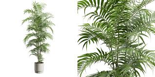 Image result for Chamaedorea seifrizii